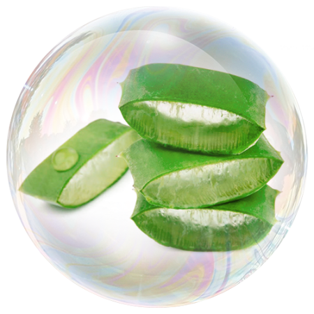Aloe vera 