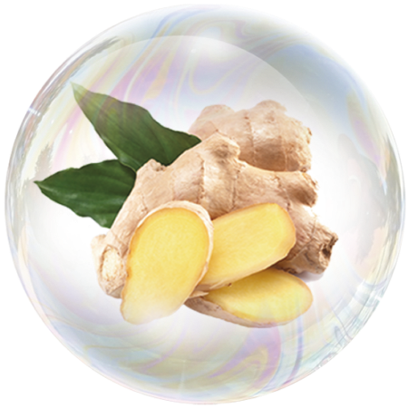 Ginger root